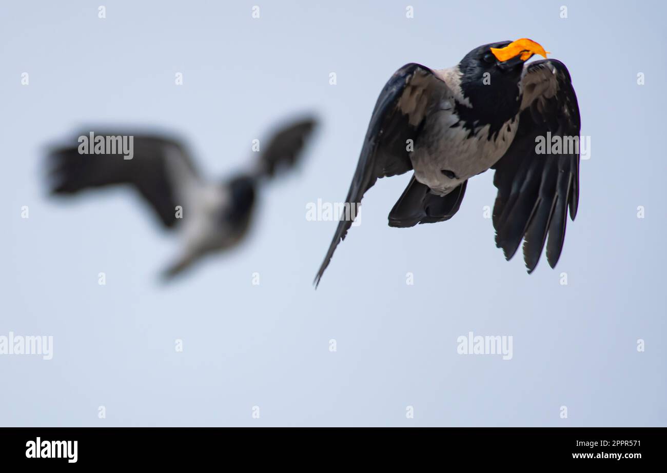 I corvi neri della città lottano per il cibo, solo la buccia d'arancia Foto Stock
