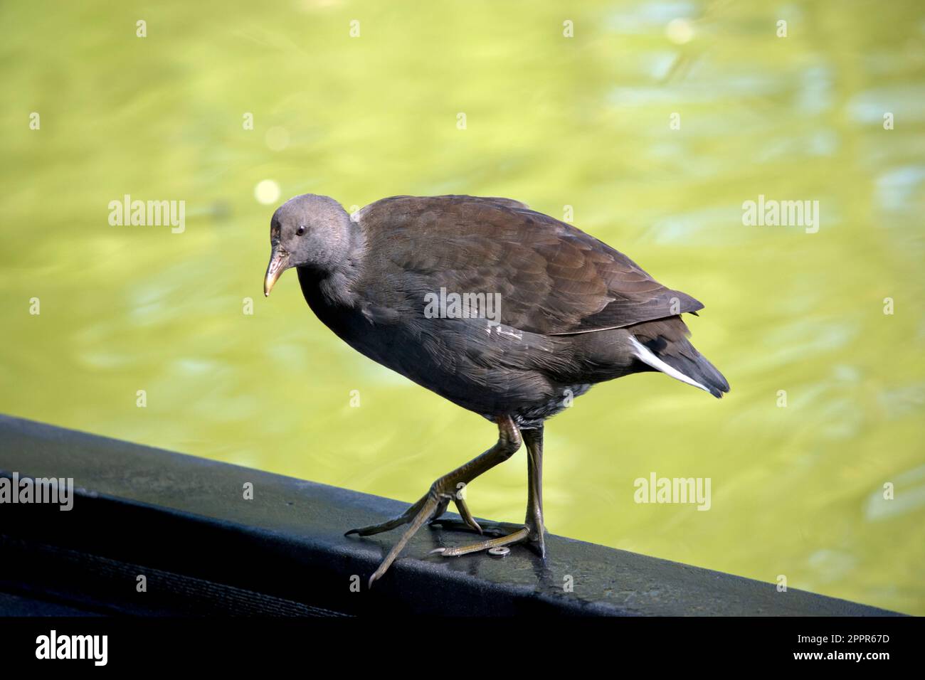 la gallina ha una testa grigia e un corpo con ali marrone chiaro Foto Stock