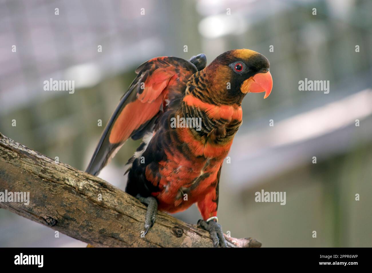 il lory dusky è arancione e nero con un becco arancione Foto Stock
