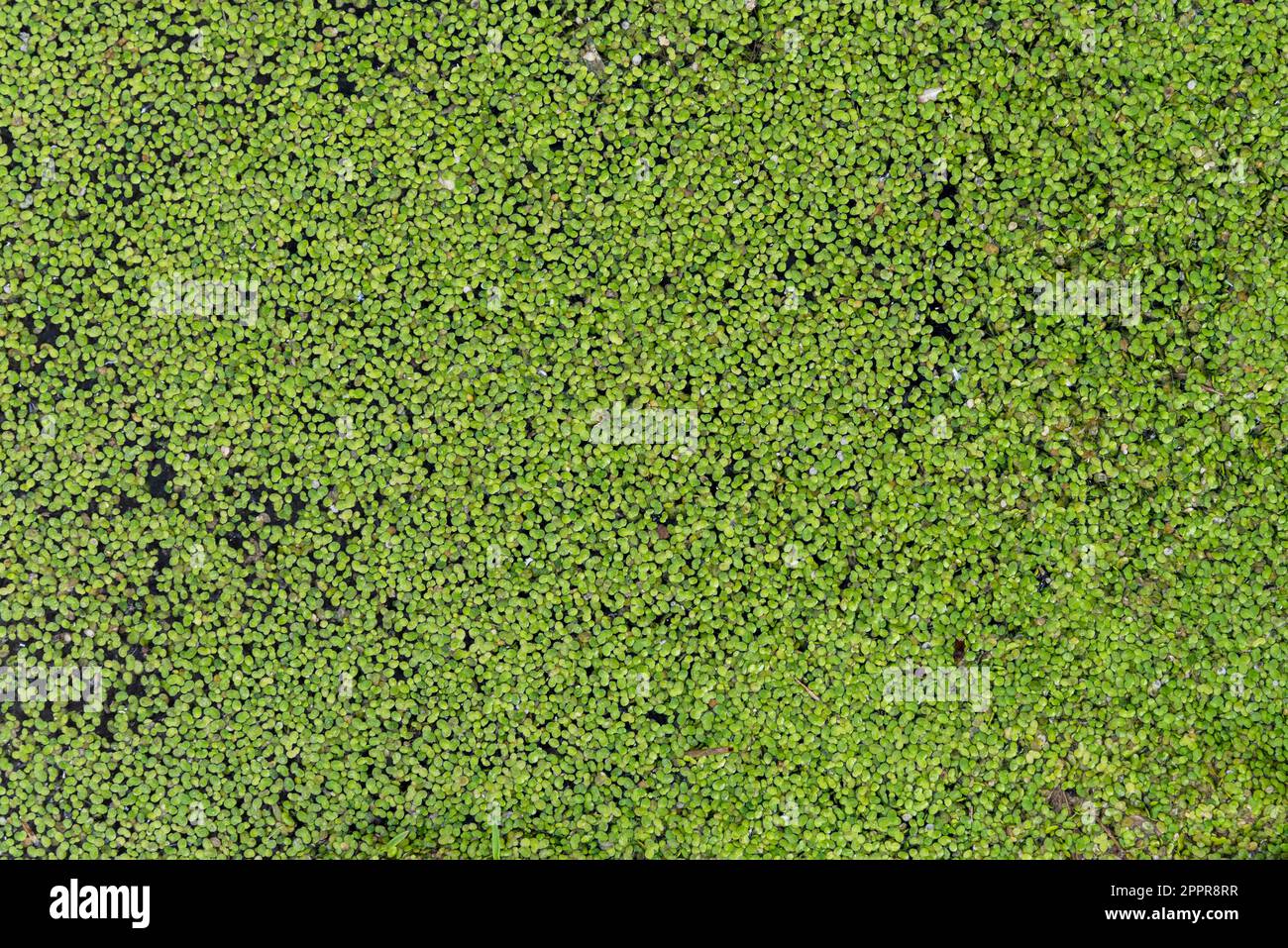 Lentejas verdes de agua, lemna, flotando en una charca, textura Foto Stock