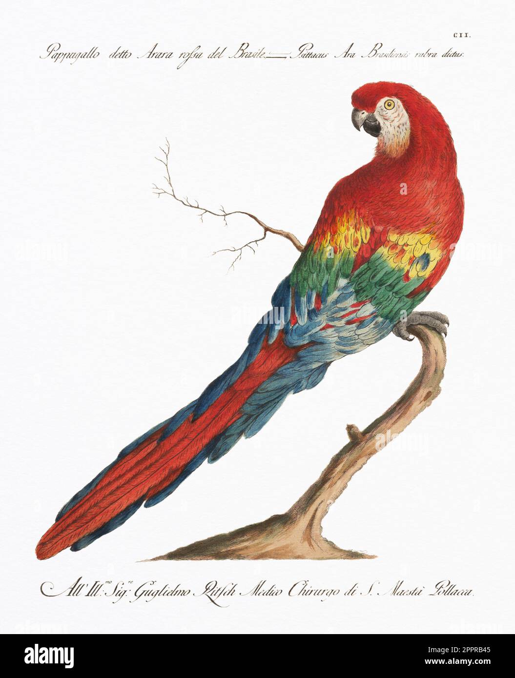 Macaw. Litografia antica del pappagallo. Illustrazione italiana del 18th° secolo. CA 1776. Foto Stock