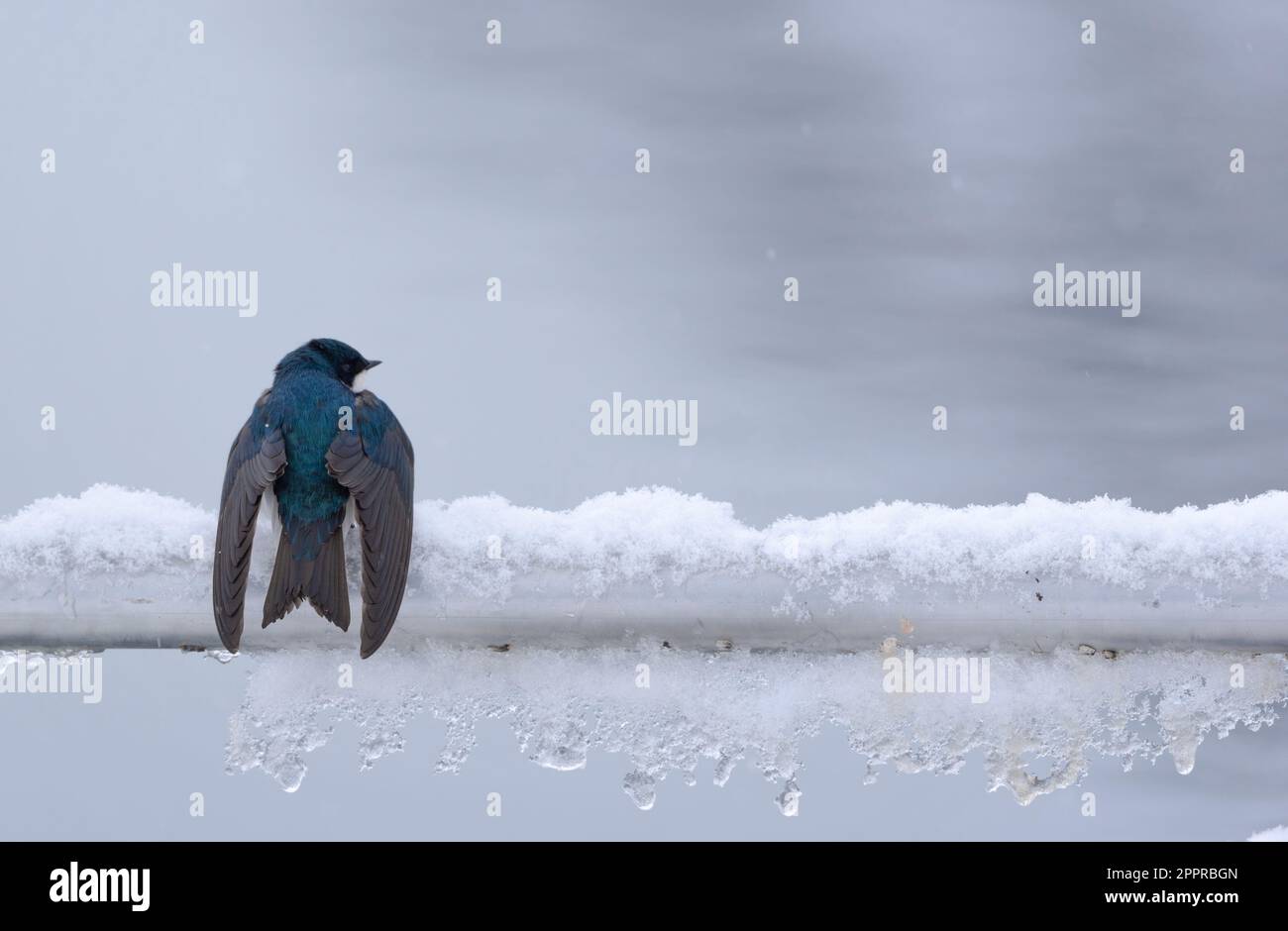 Bellissimo albero inghiottire uccelli cercando di rimanere caldo dopo una neve primavera. Foto Stock