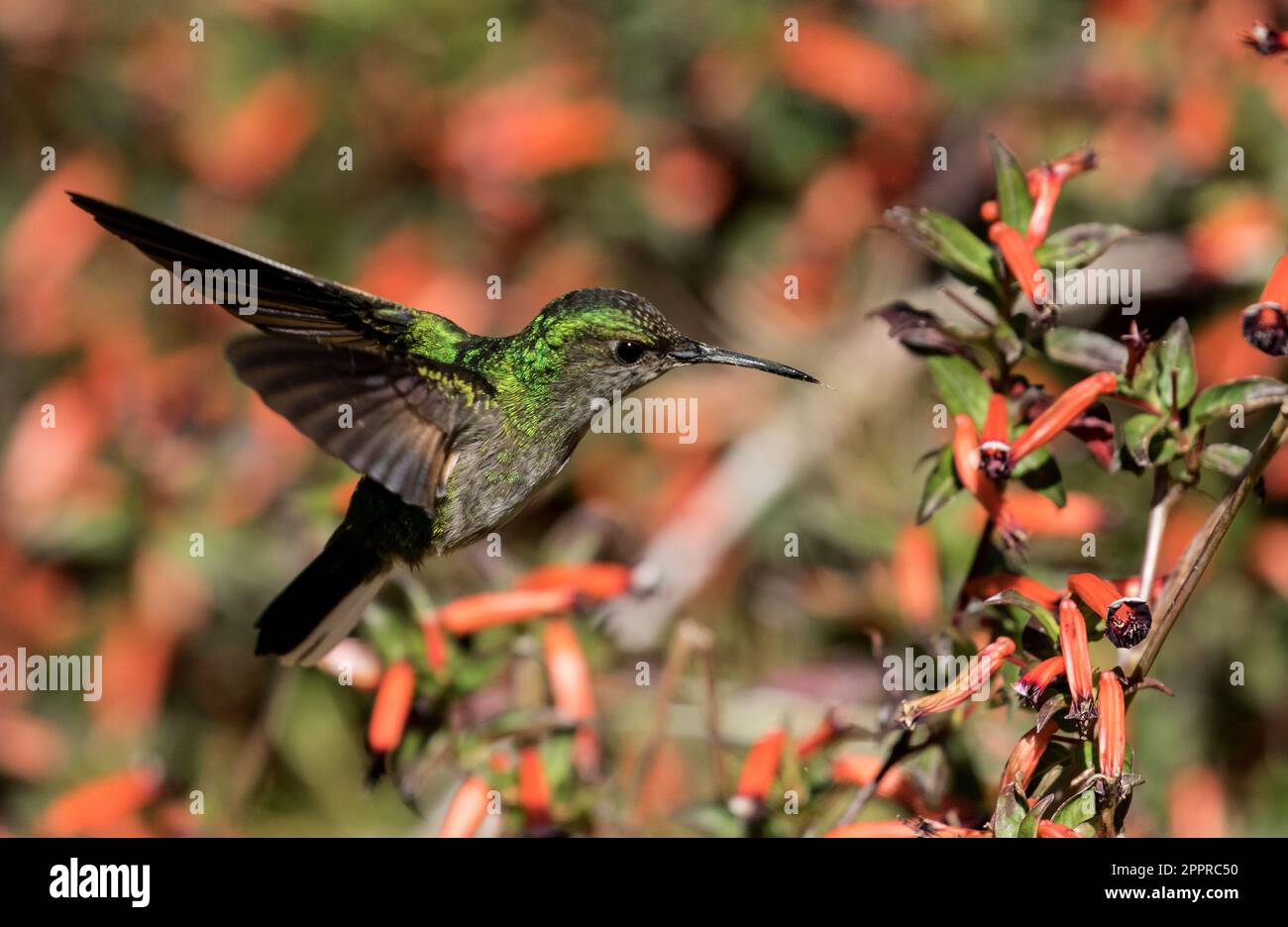 Primo piano di Hummingbird a coda di Stripe che si nutre di nettare di fiori rossi, Provincia di Chiriqui, Panama. Il nome scientifico è Eupherusa eximia. Dal Messico a Panama Foto Stock