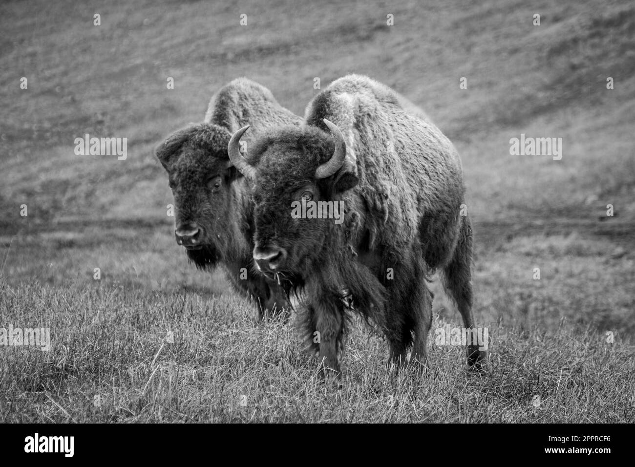 Two Bison Walking in bianco e nero Foto Stock