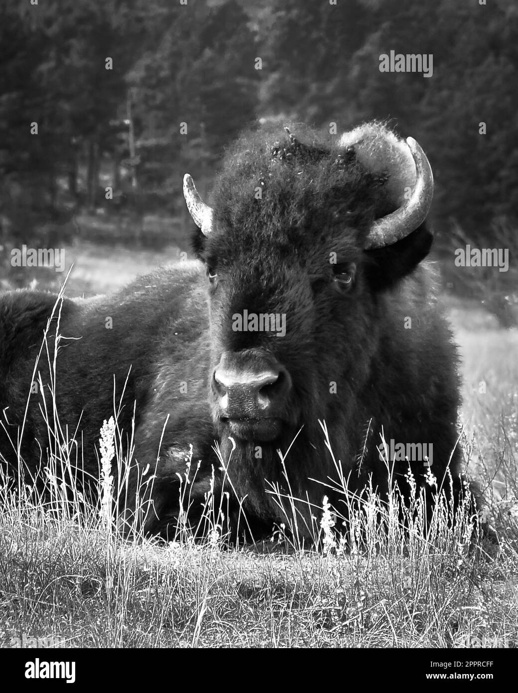 Bisonte americano resing in erba in bianco e nero Foto Stock