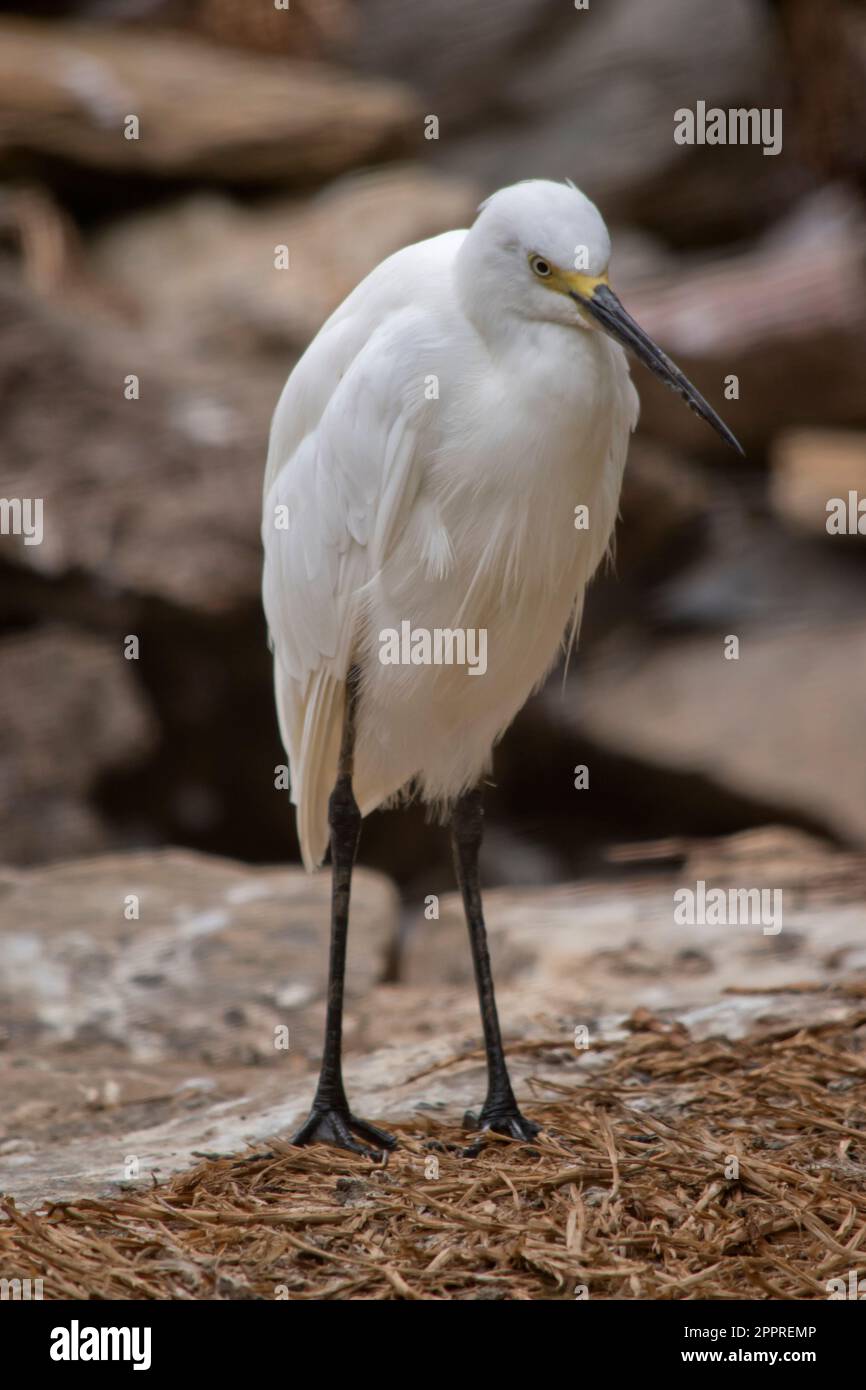 la piccola egretta ha un collo relativamente corto e spesso, un becco robusto, e una postura cacciata. E' principalmente bianco Foto Stock