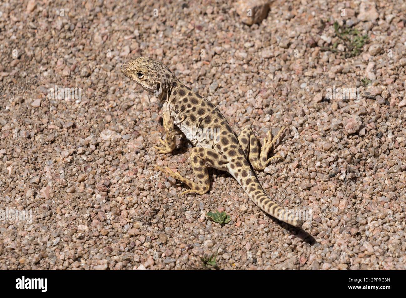 Lizard di leopardo del naso smussato al Poppy Preserve state Park vicino a Lancaster California. Foto Stock