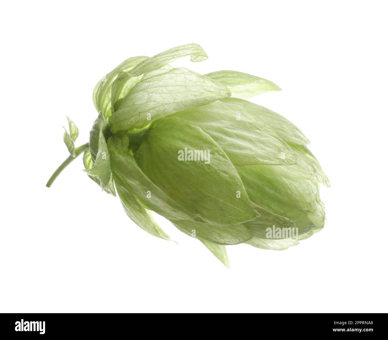 Fresco luppolo verde fiore isolato su bianco Foto Stock