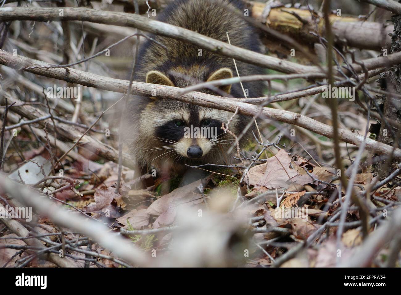 Raccoon in natura Foto Stock