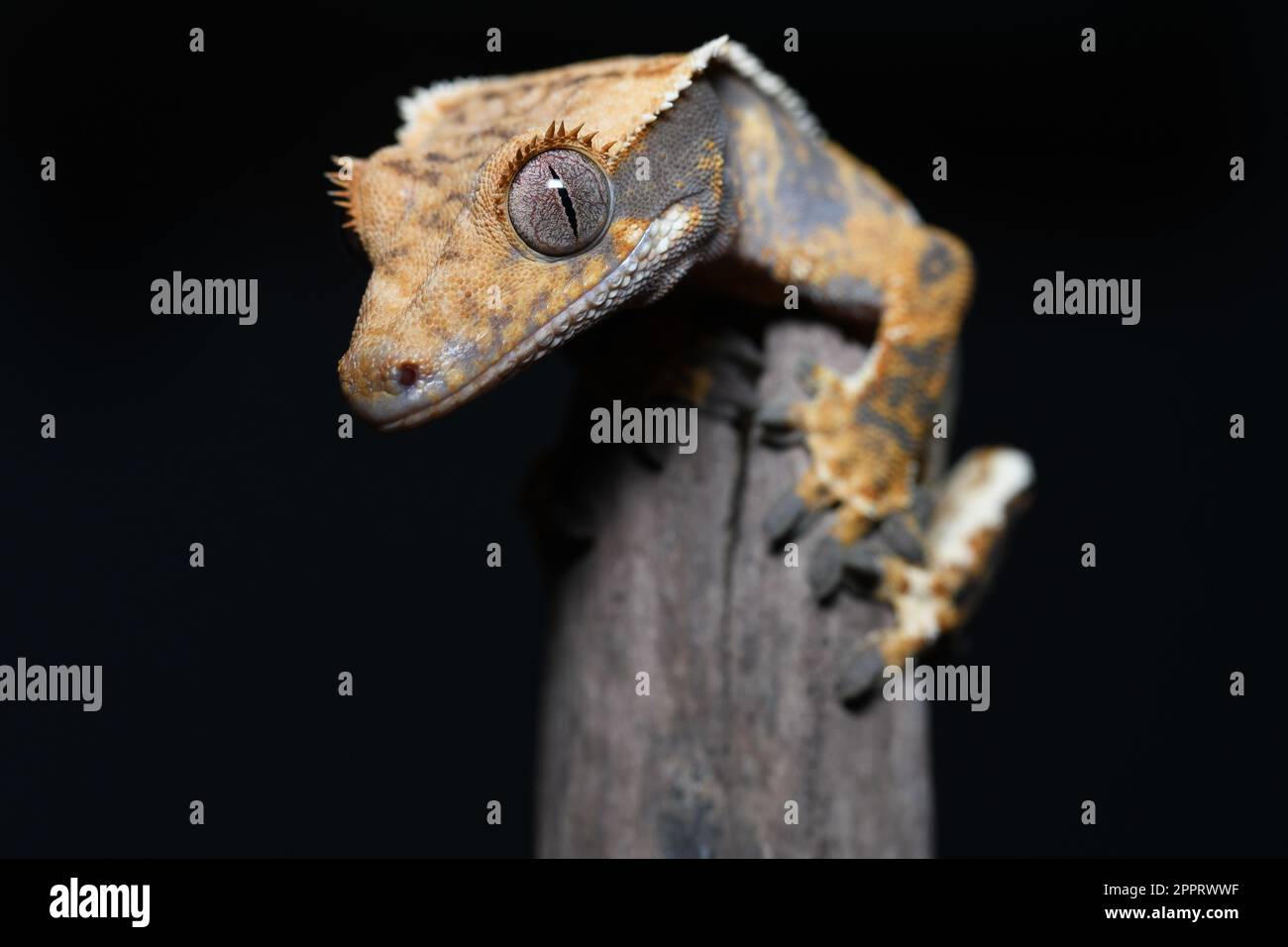 Questo è un bel maschio Crested Gecko Foto Stock