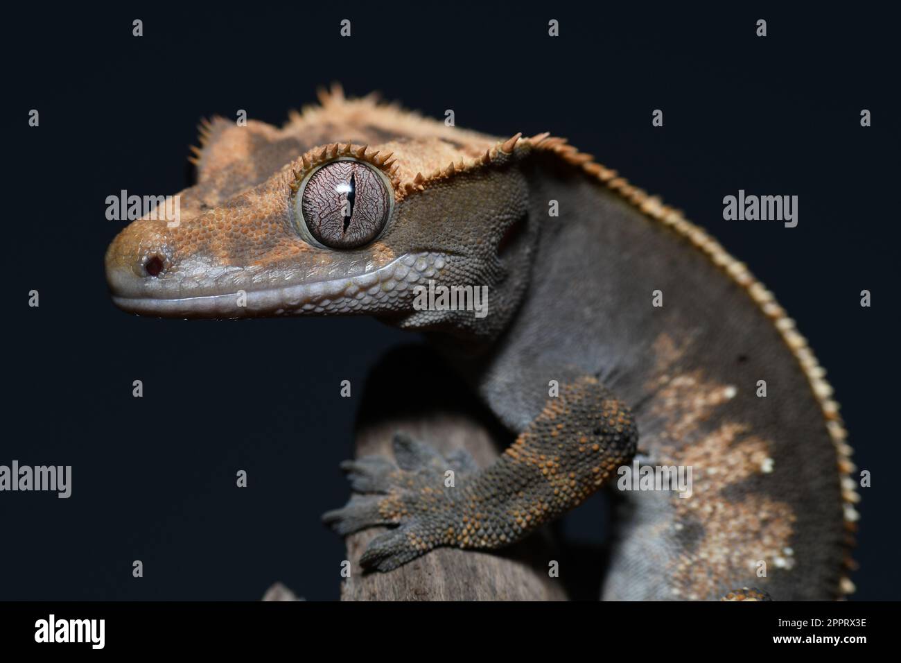 Questo è un bel maschio Crested Gecko Foto Stock