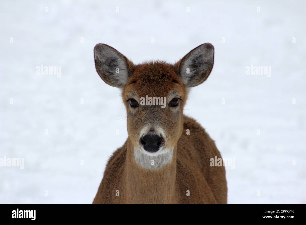 Un cervo che mi guarda in inverno Foto Stock