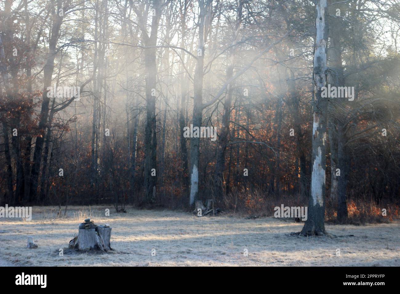Una mattinata gelida nel bosco Foto Stock