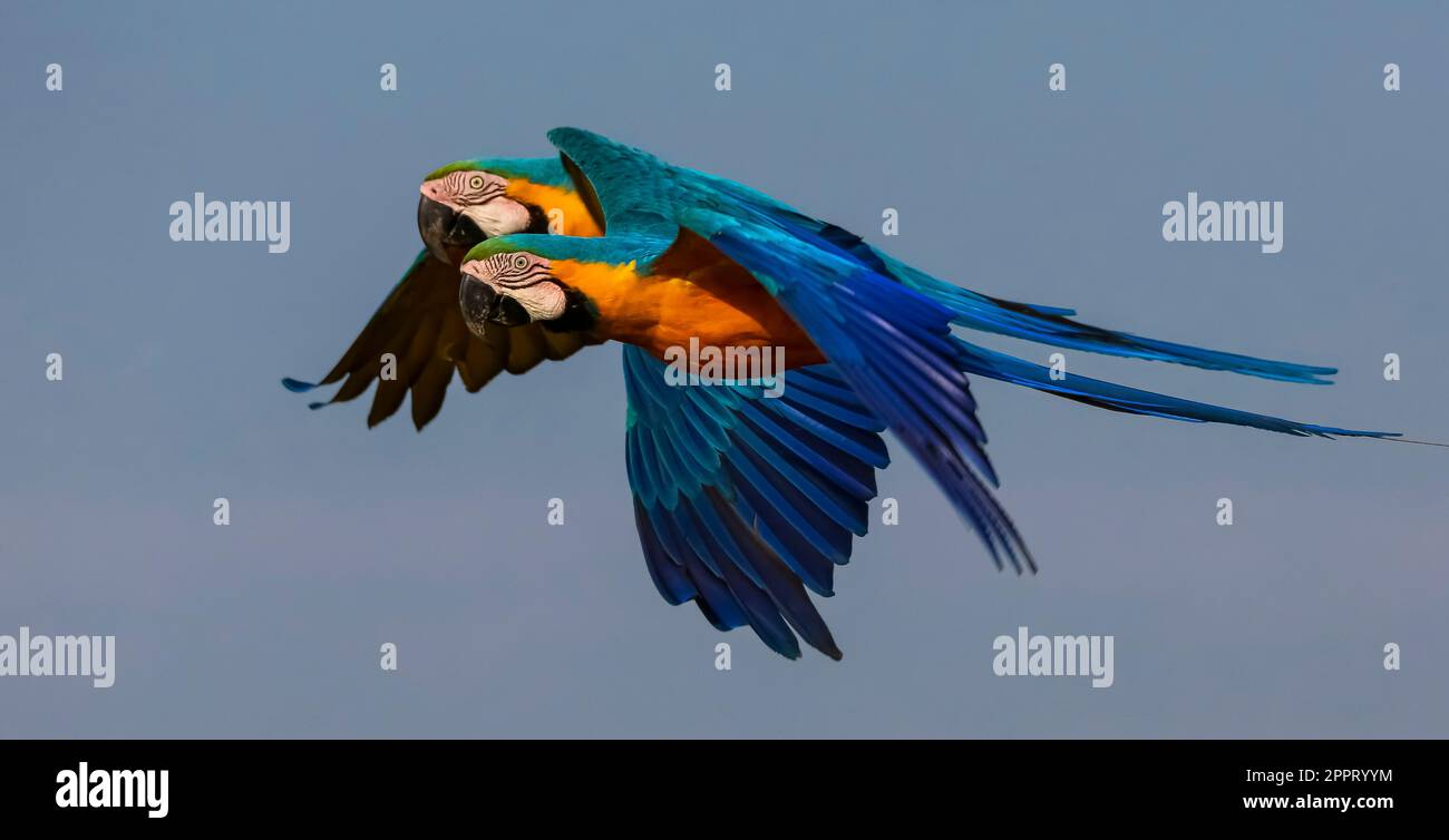 Due macaw blu-e-giallo vicino insieme in volo a sinistra, contro cielo blu, San Jose do Rio Claro, Mato Grosso, Brasile Foto Stock