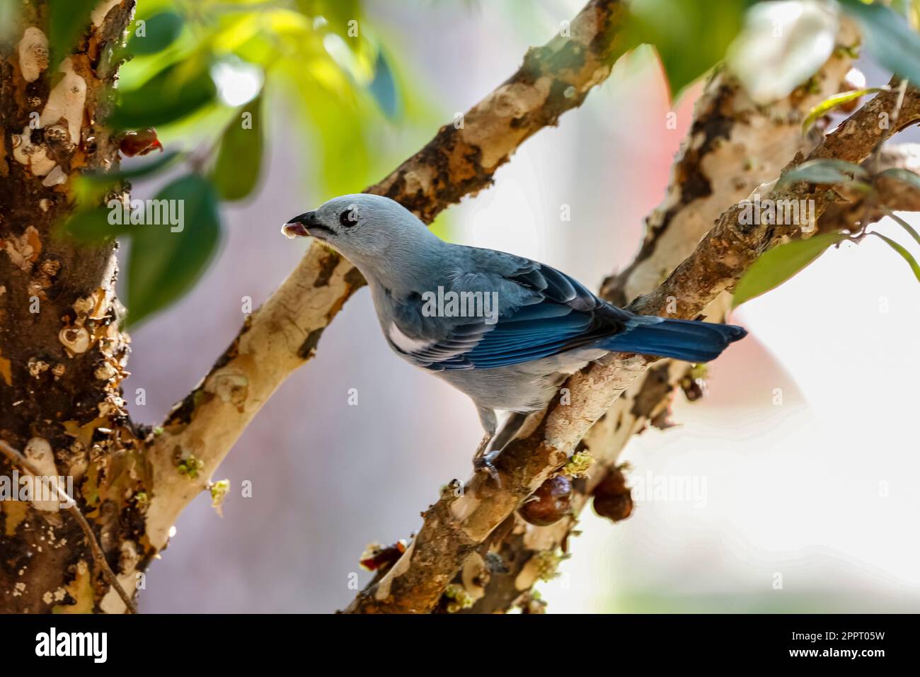 Primo piano di un Tanager grigio-blu che si aggira su un ramo dell'albero, guardando a sinistra, San Jose do Rio Claro, Mato Grosso, Brasile Foto Stock