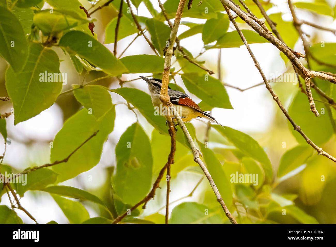 Antweren alata da Rufous che si aggira dietro un piccolo ramo di un albero di lievito verde, foresta pluviale amazzonica, Mato Grosso, Brasile Foto Stock