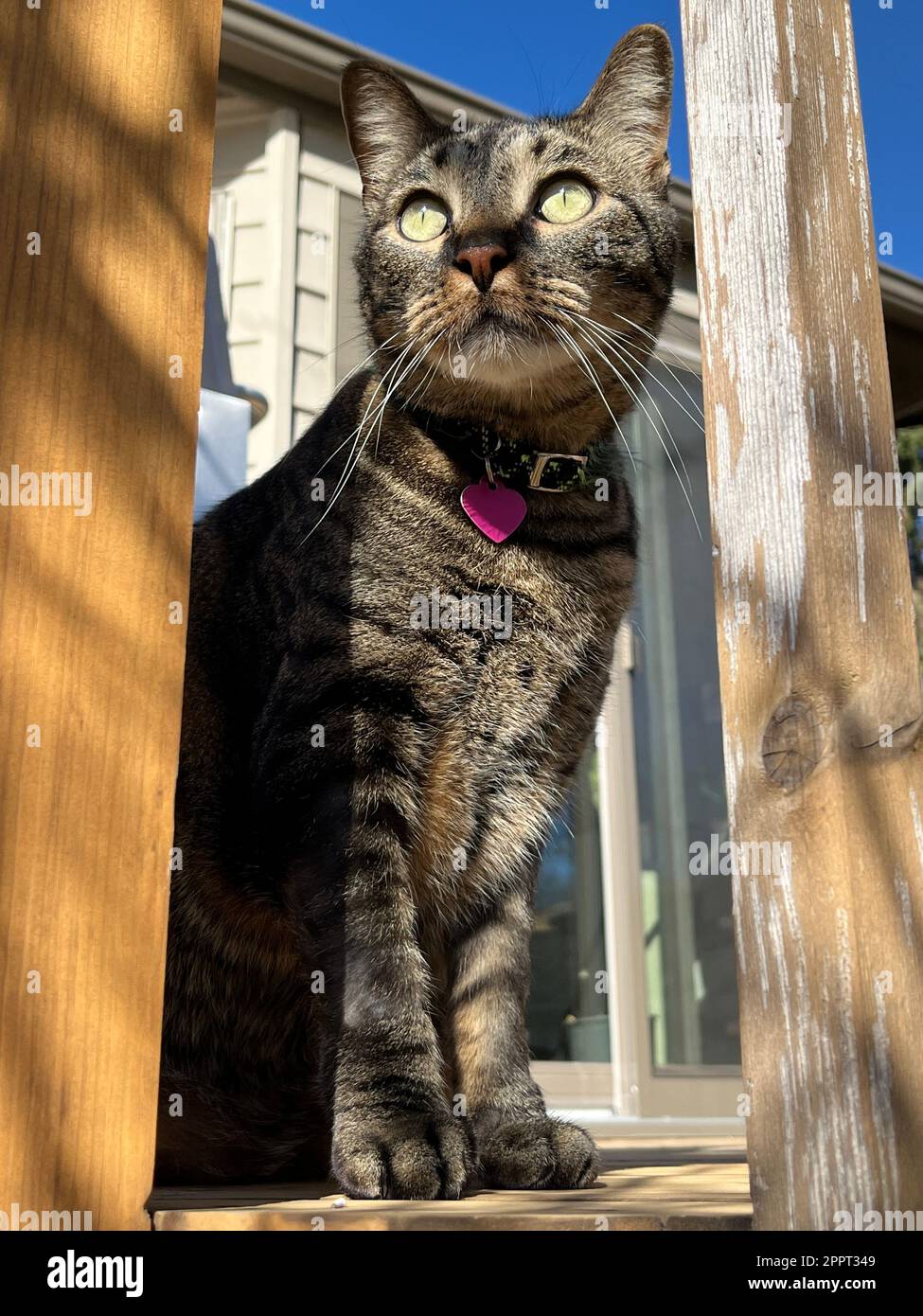 Primo piano basso angolo ritratto vista di un gatto tabby a righe grigie, guardando fuori su un ponte di legno in una giornata di sole Foto Stock