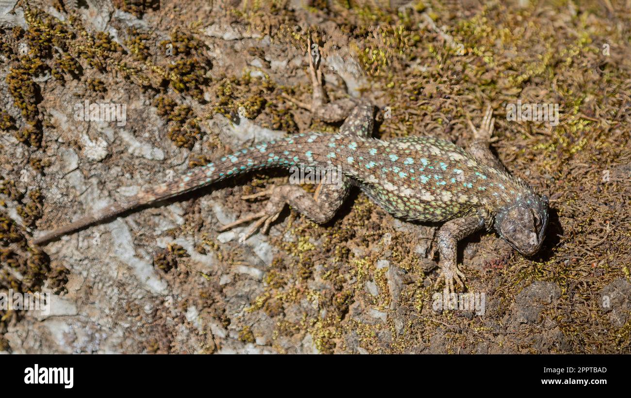Northwestern Fence Lizard adulto allevamento maschio basking e mimetizzazione su tronco di albero mossy. Contea di Santa Clara, California, Stati Uniti. Foto Stock
