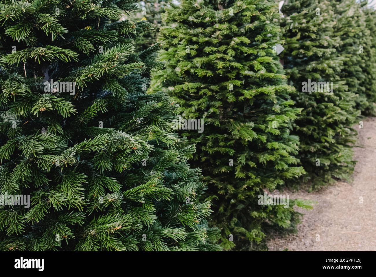 Alberi di abete naturale fresco in vendita alla fiera di Natale Foto Stock