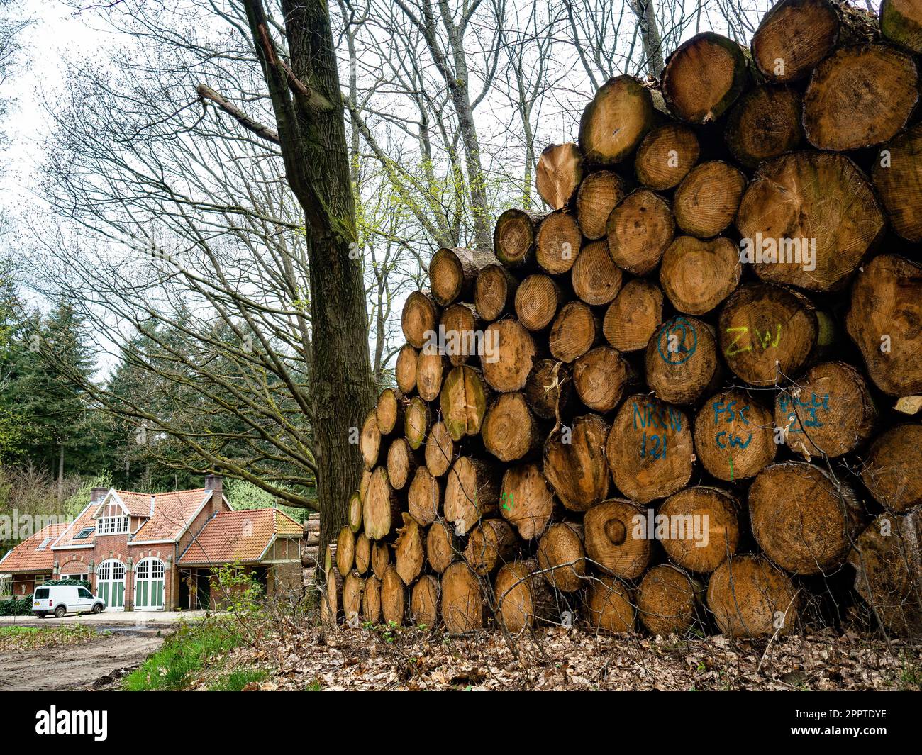 Nijmegen, Paesi Bassi. 22nd Apr, 2023. Una vista di un grande gruppo di ceppi di alberi posti vicino ad una fattoria. Ogni anno, il 22 aprile, più di un miliardo di persone celebra la Giornata della Terra per proteggere il pianeta da fattori come l'inquinamento e la deforestazione. Grazie alle ultime piogge nei Paesi Bassi, la campagna sembra più verde che mai. Infine, le temperature hanno cominciato ad aumentare, così sempre più persone possono essere viste a piedi intorno alle foreste olandesi. (Foto di Ana Fernandez/SOPA Images/Sipa USA) Credit: Sipa USA/Alamy Live News Foto Stock