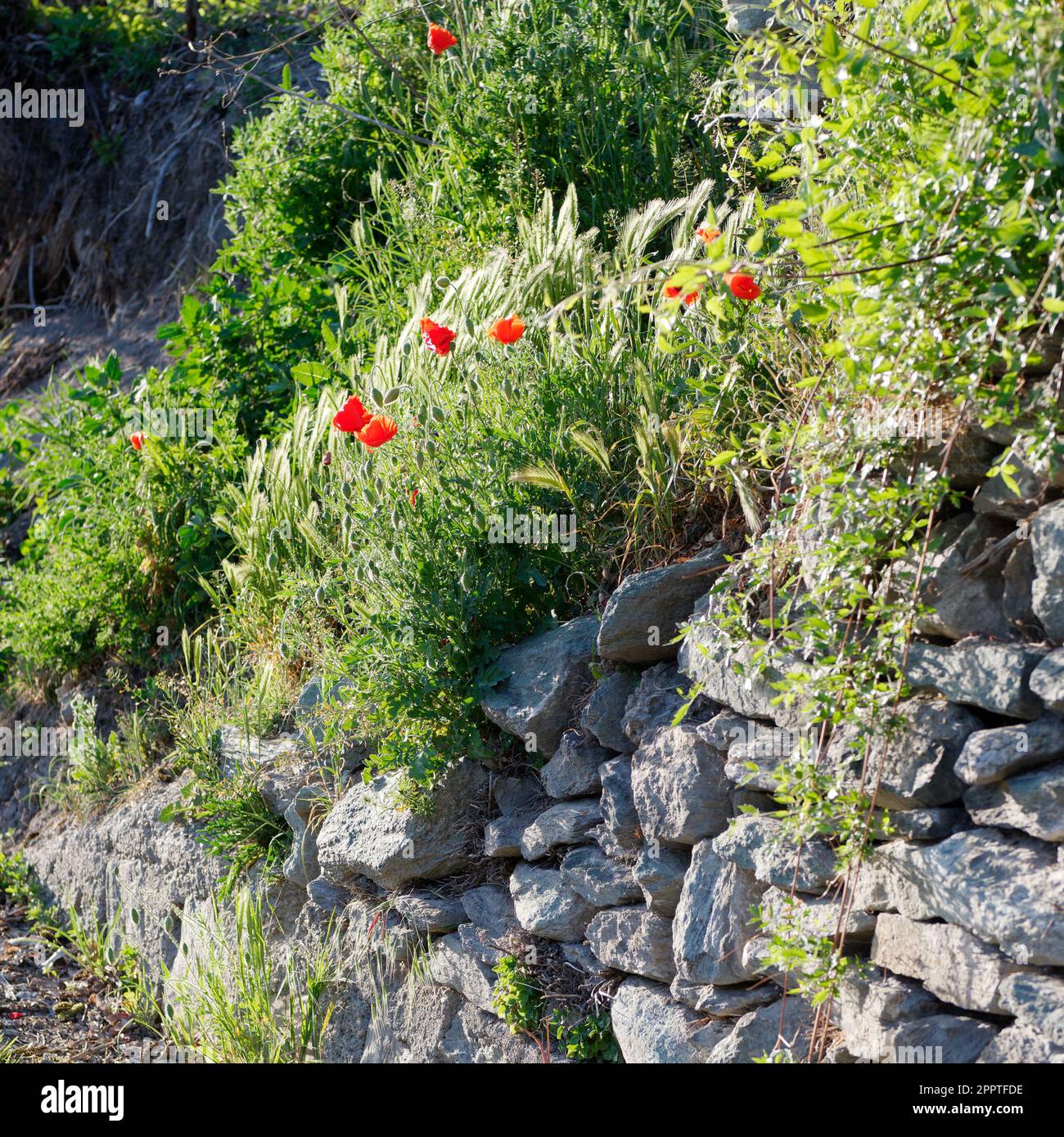 Muro di pietra con erba e papaveri che crescono in primavera, Valle d'Aosta, NW Italia Foto Stock
