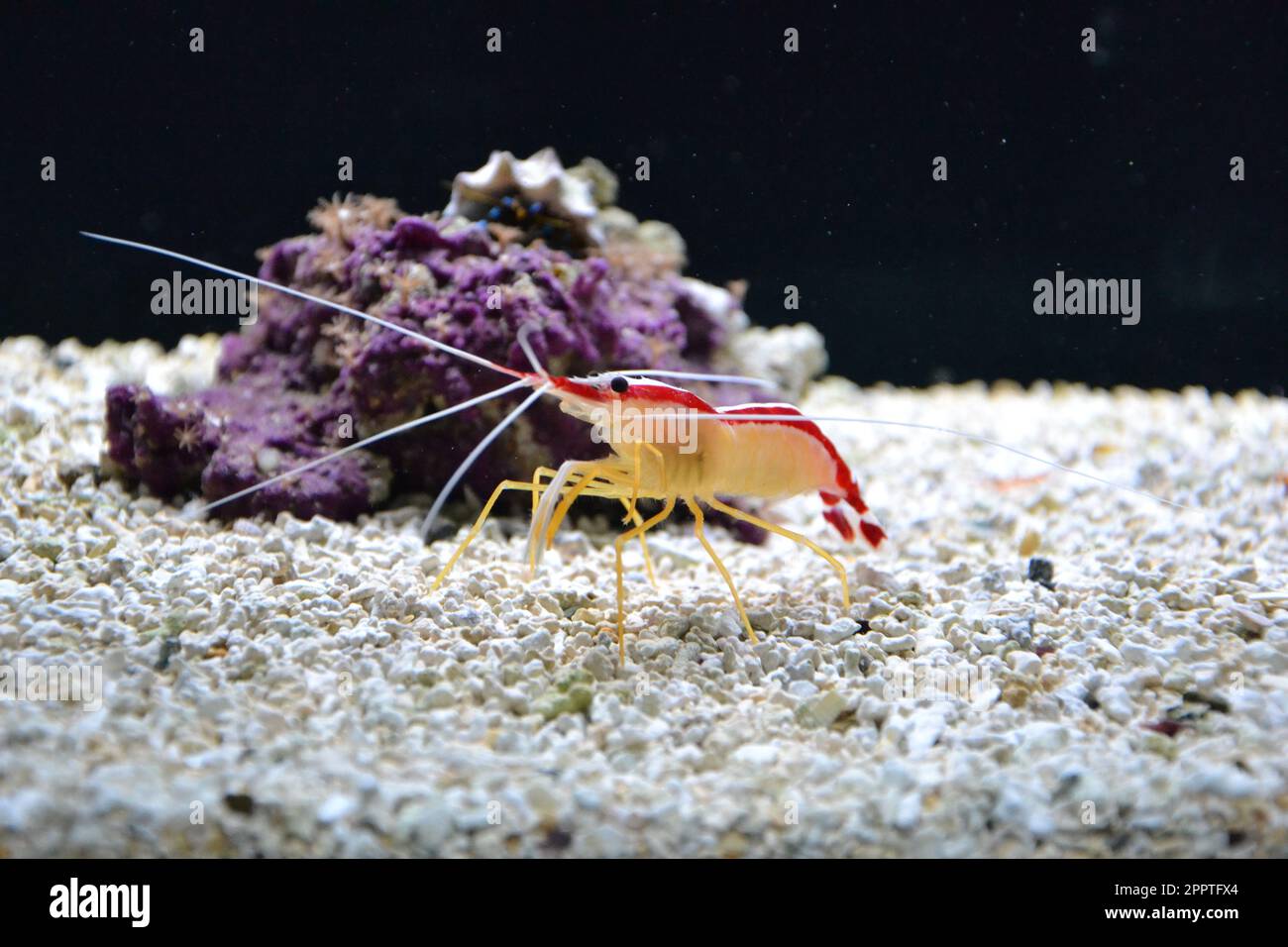 Sfondo marino con piccoli gamberetti a piedi sul fondo del mare. Il mare e l'oceano fanno da sfondo con acqua blu. Abitante subacqueo, vista laterale. Immersioni, oceanarium o acquario. Foto di alta qualità Foto Stock