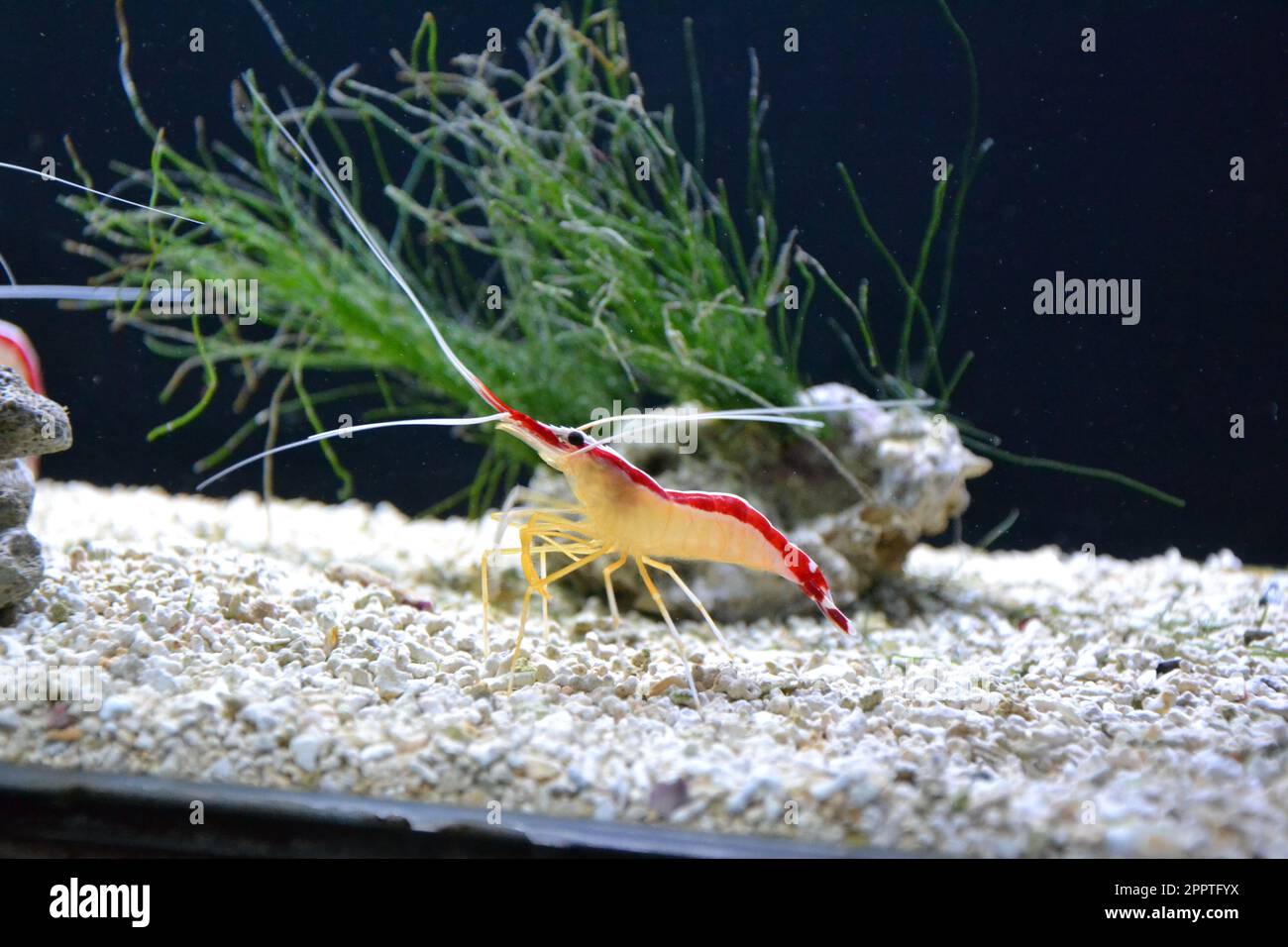 Sfondo marino con piccoli gamberetti a piedi sul fondo del mare. Il mare e l'oceano fanno da sfondo con acqua blu. Abitante subacqueo, vista laterale. Immersioni, oceanarium o acquario. Foto di alta qualità Foto Stock
