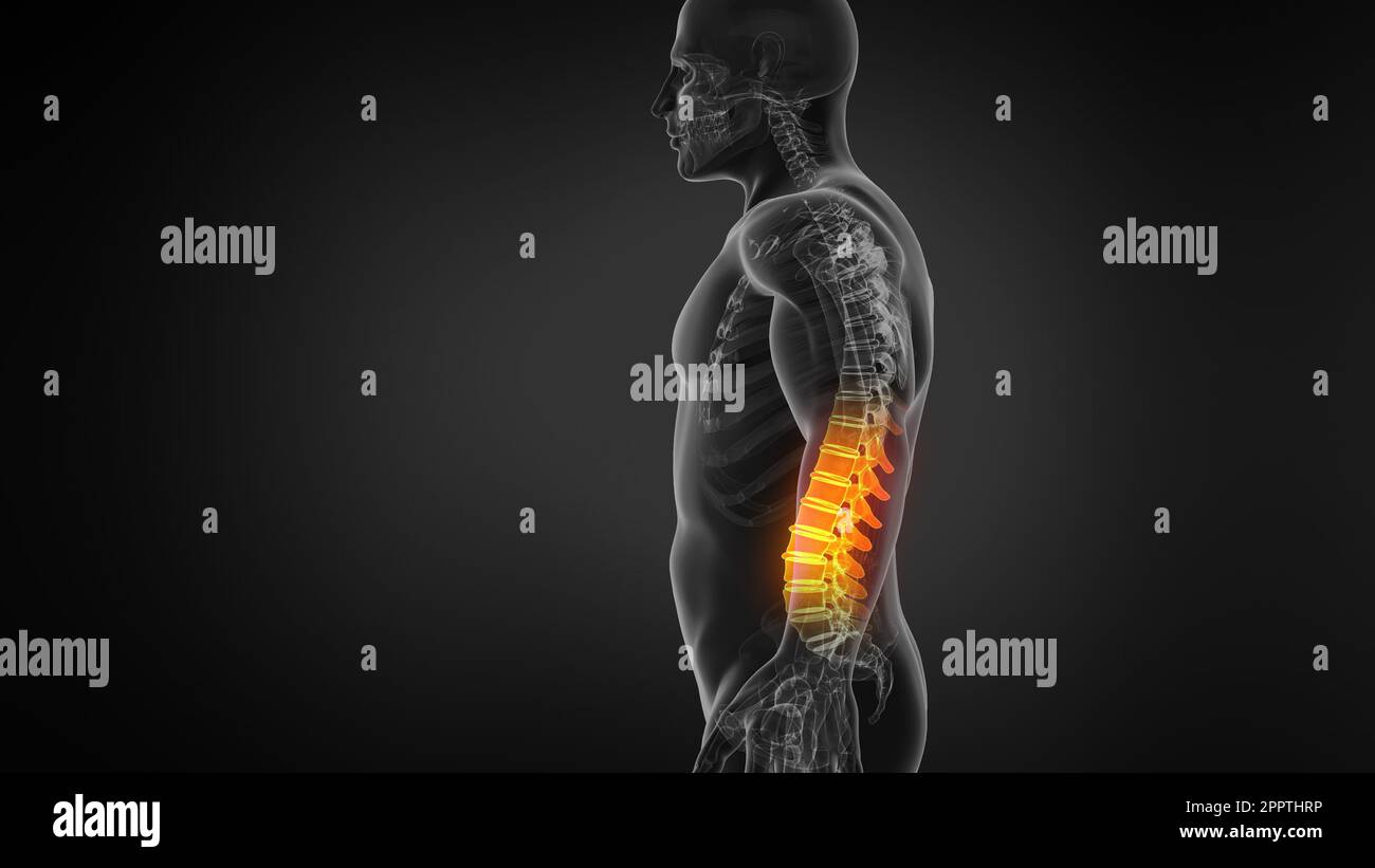 Anatomia della colonna vertebrale umana. Mal di schiena e mal di schiena. Foto Stock
