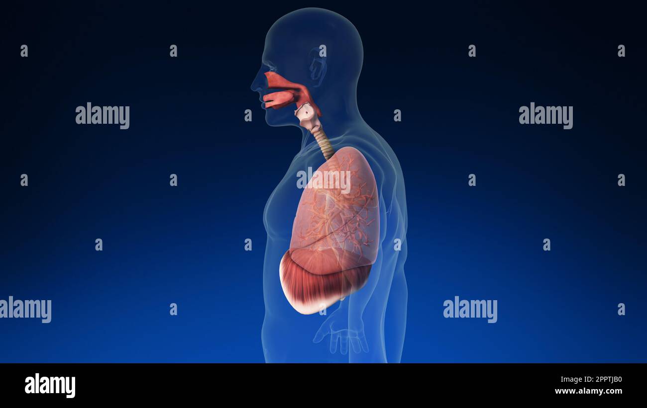Animazione medica 3D del polmone umano con le sue parti visibili. Animazione medica accurata dei polmoni umani. Foto Stock