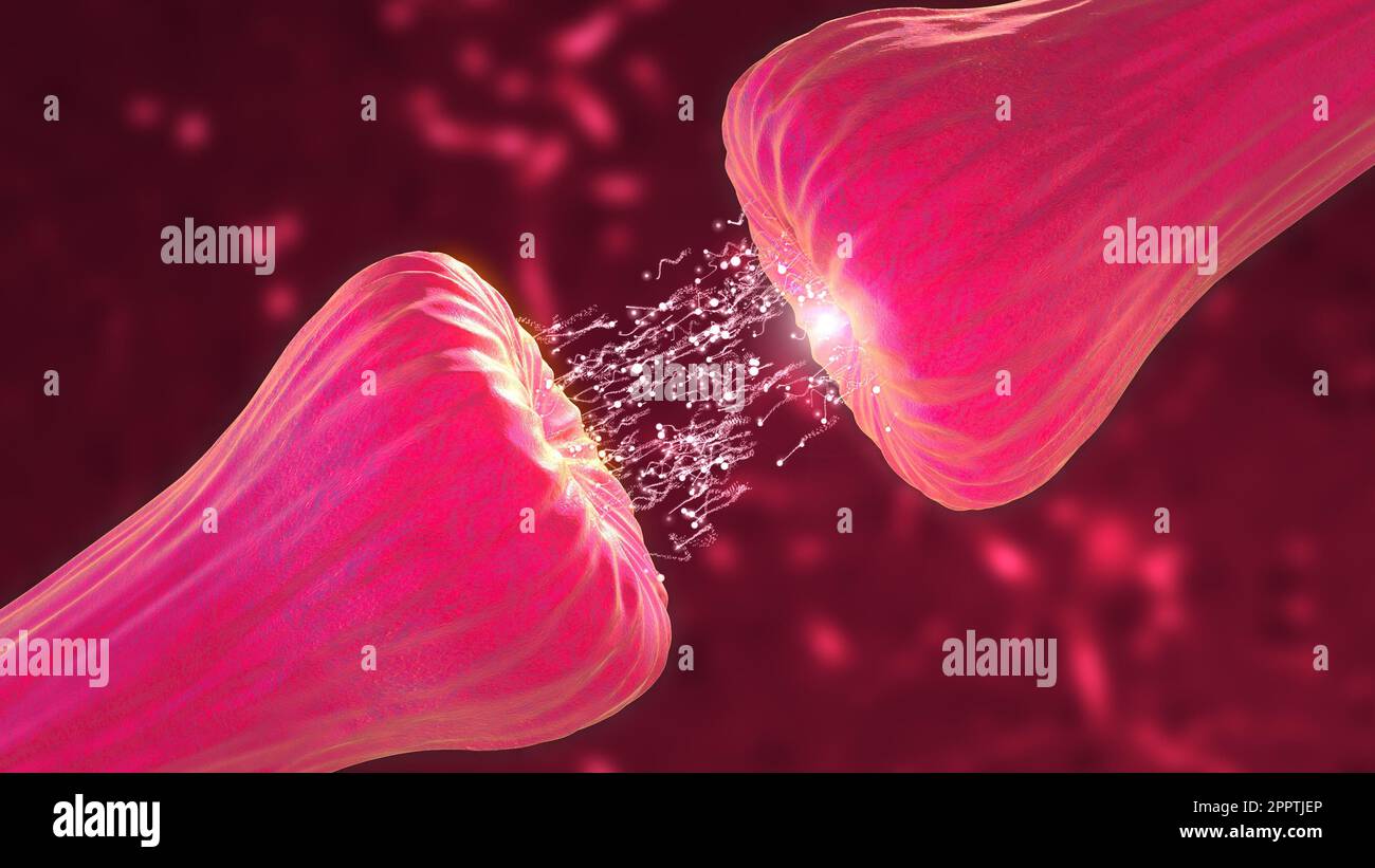 Animazione Neuronal and Synapse Activity che mostra i messaggeri chimici o i neurotrasmettitori rilasciati. Foto Stock