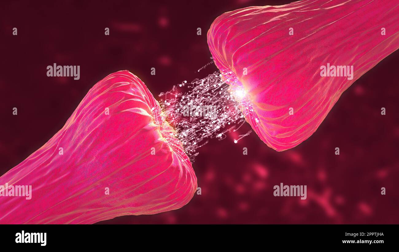 Animazione Neuronal and Synapse Activity che mostra i messaggeri chimici o i neurotrasmettitori rilasciati. Foto Stock