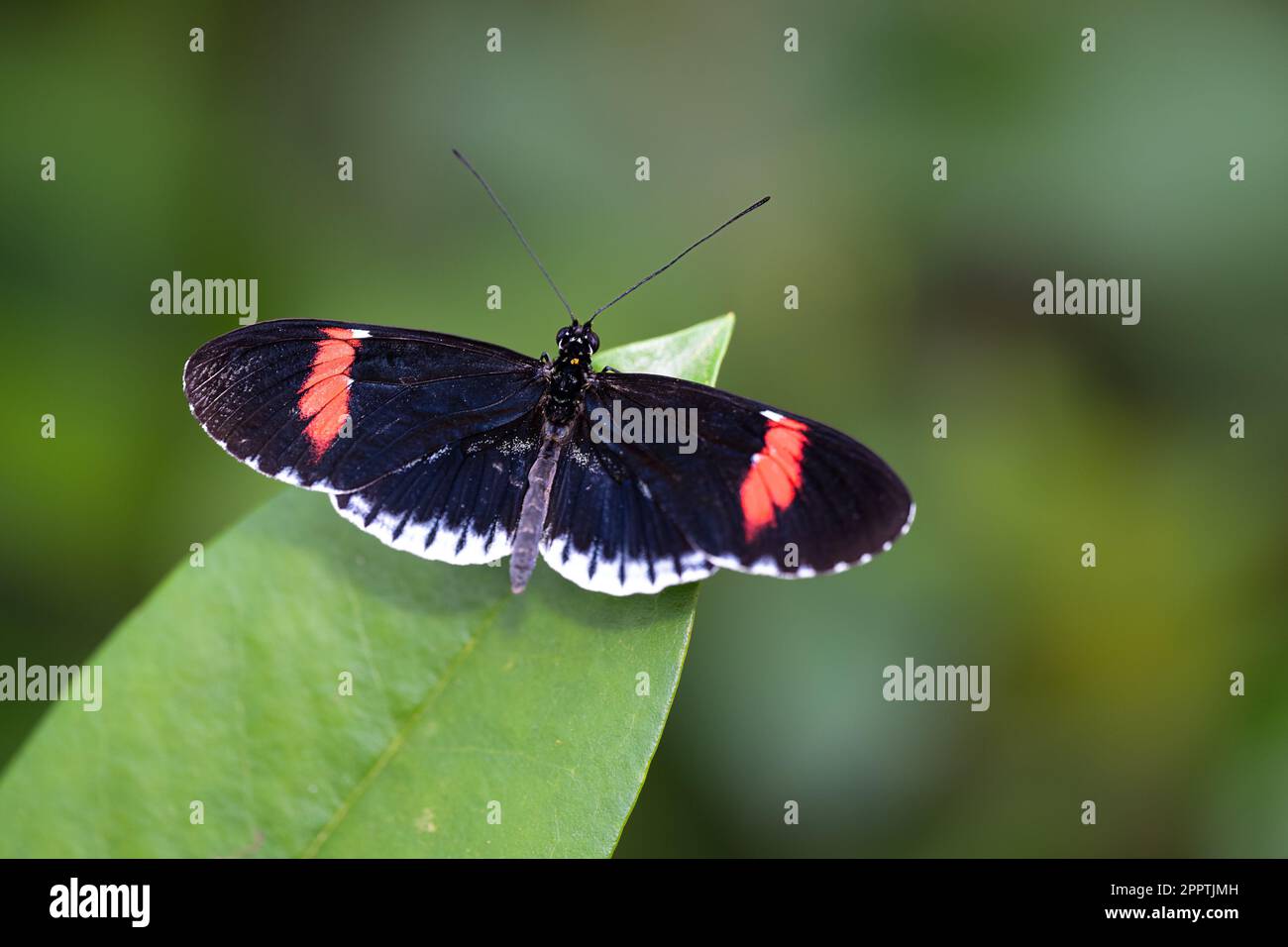 Heliconius erato, farfalla da postino rossa su una foglia Foto Stock