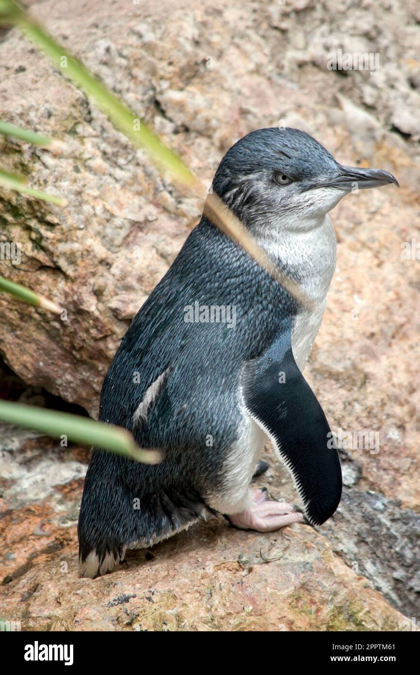 il pinguino piccolo ha un petto bianco e un corpo nero, non può volare. Foto Stock