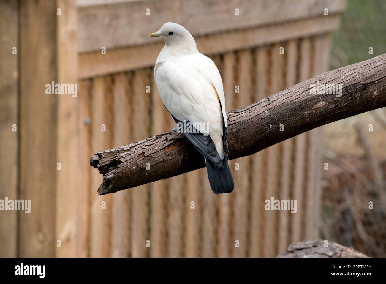 Il pied Torresia Imperial Pigeon è tutto bianco con ali nere Foto Stock