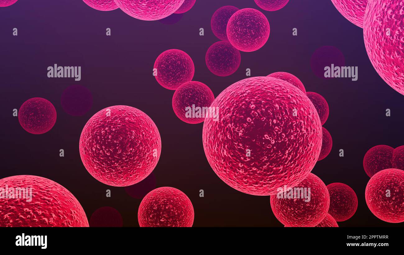 Batteri Streptococcus. Le specie Streptococcus sono responsabili di faringite, meningite, polmonite batterica, endocardite e fascite necrotizzante Foto Stock