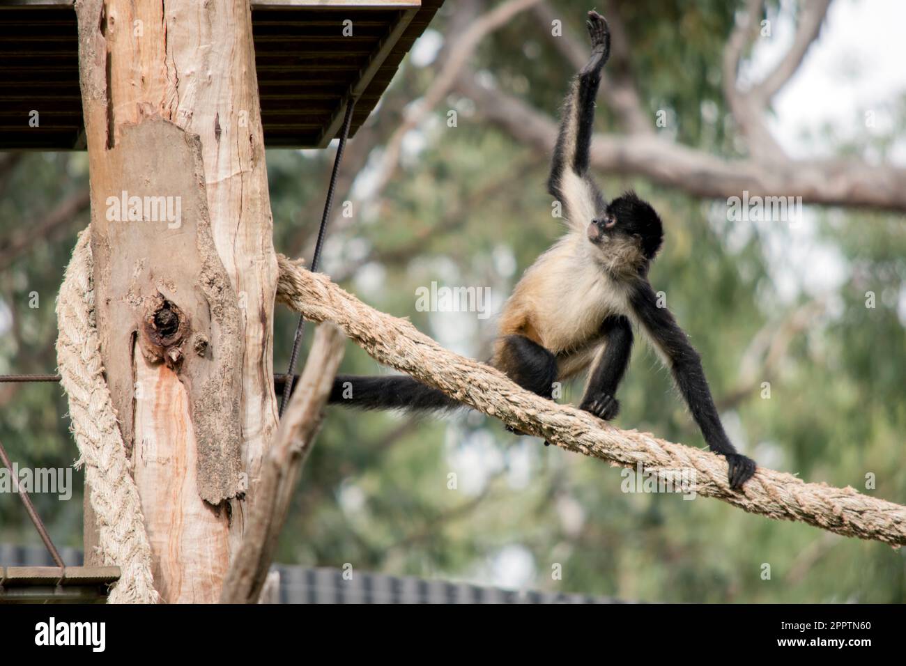 La scimmia ragno ha le mani Thumbless, questo lanky primate in ceramica ...
