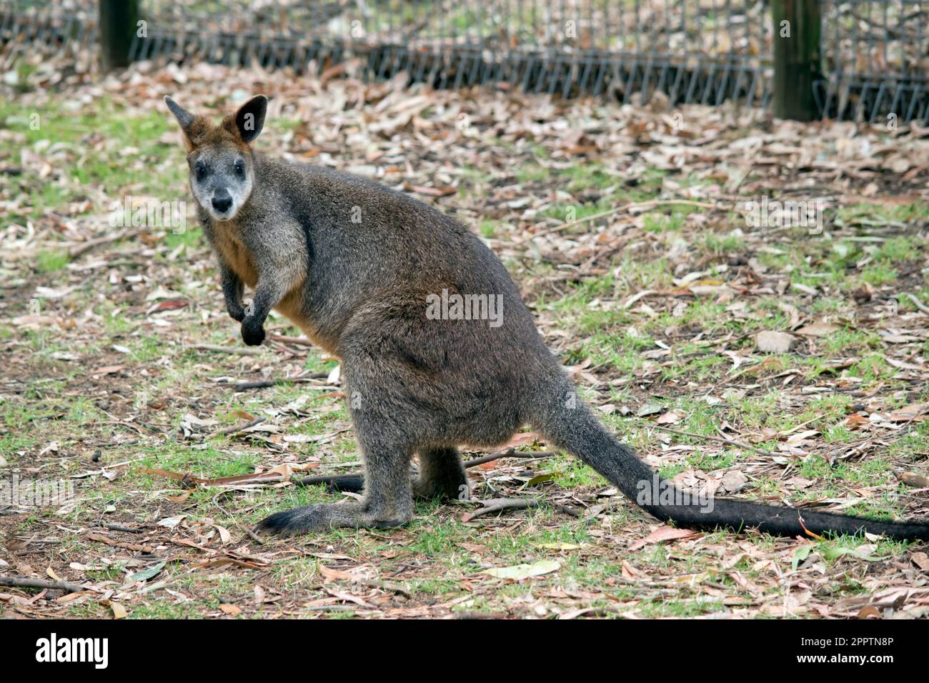 Il wallaby della palude ha pelliccia lunga e grossolana che è grigia e marrone nel colore con gli arti più scuri o neri e la coda lunga. Foto Stock