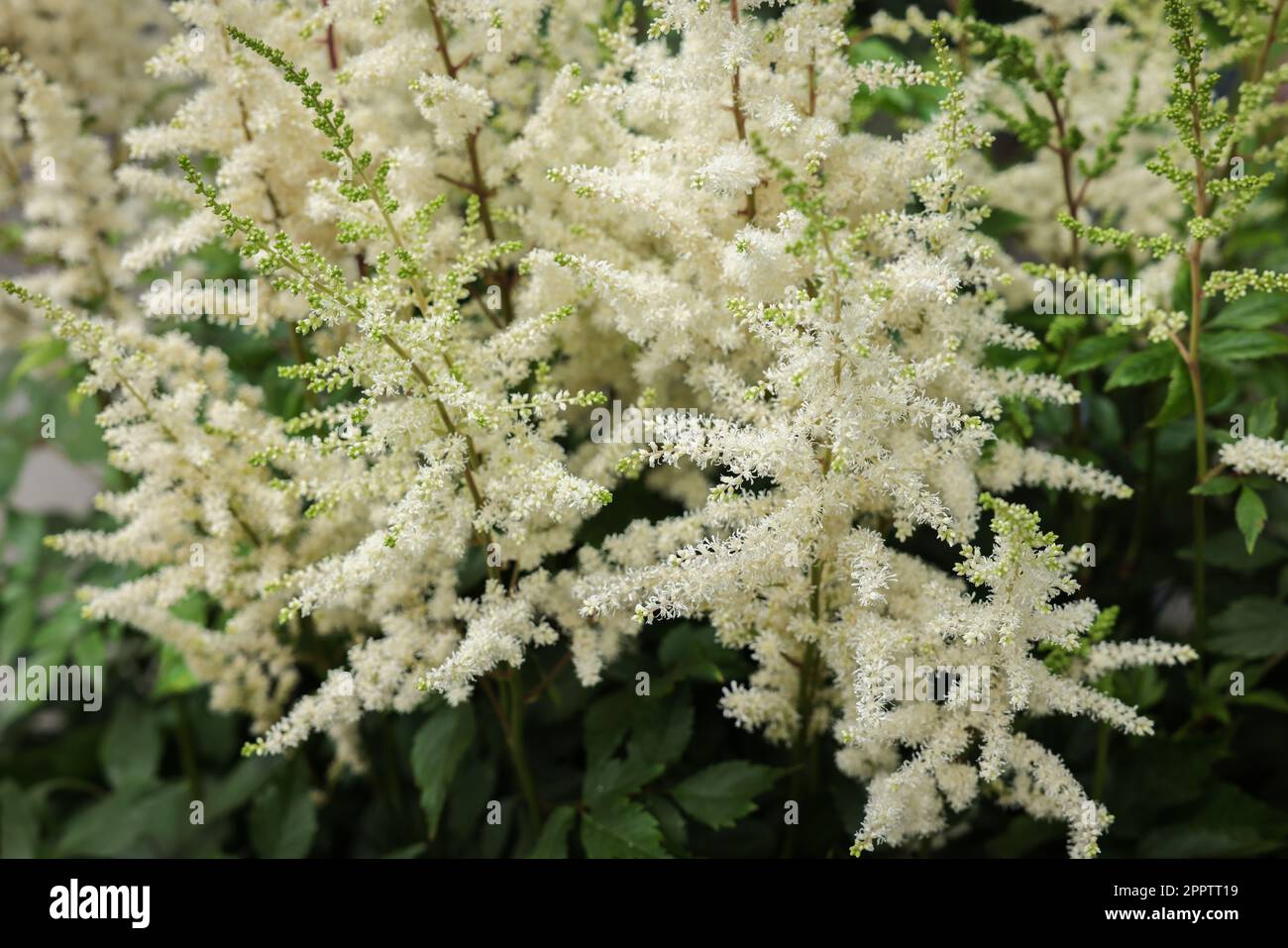 Bella pianta Astilbe con fiori bianchi, primo piano Foto Stock