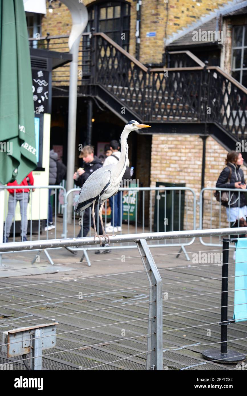 A Heron in Camden Market, Londra Foto Stock