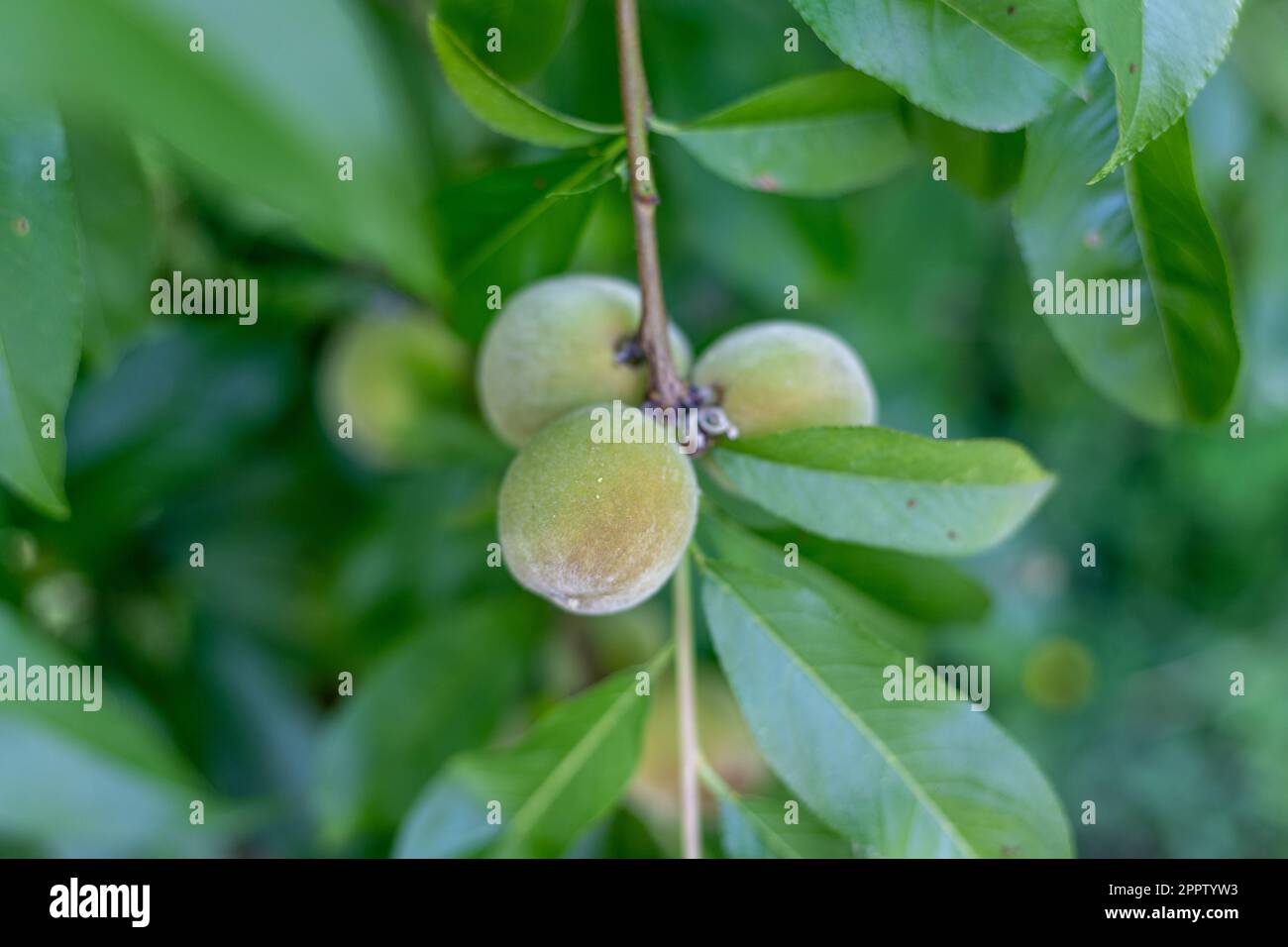 Pesche verdi sull'albero nella fase iniziale di fruttificazione Foto Stock