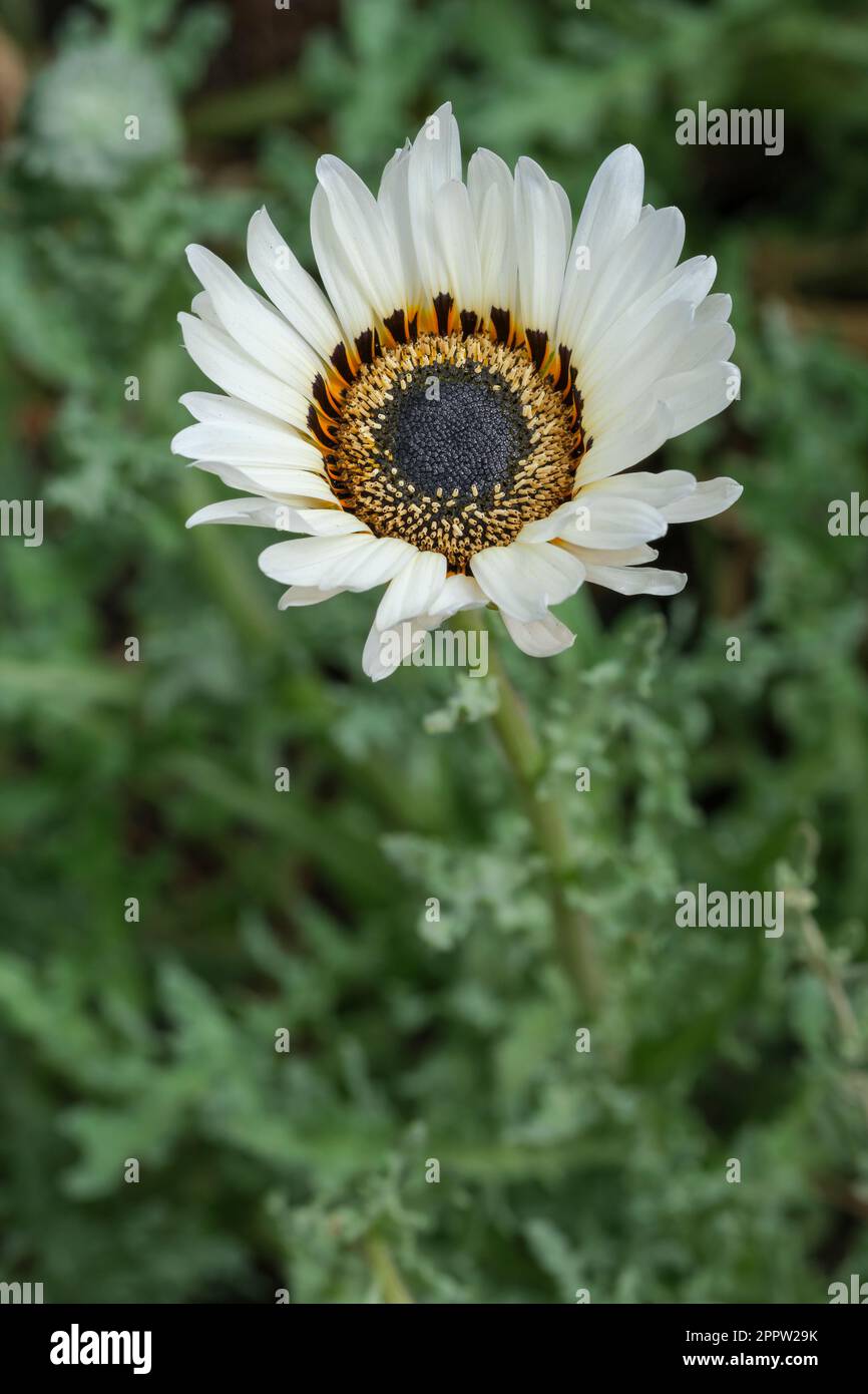 Arctotis fastuosa alba Zulu Prince, Zulu Prince Capo Daisy, fiori bianchi, anelli viola, giallo, centri neri Foto Stock