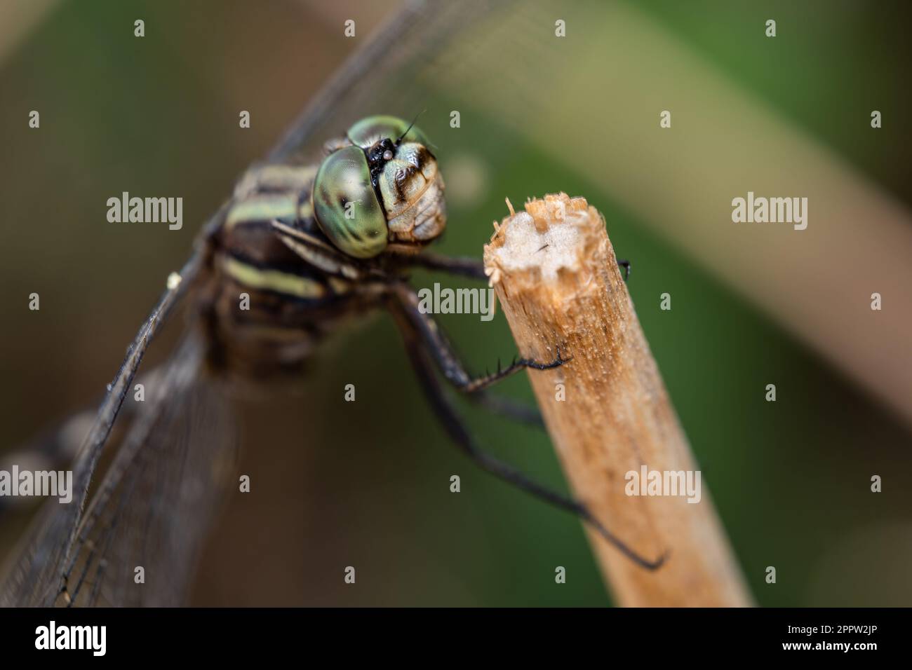 Un macro colpo di un sottile Skimmer Dragonfly arroccato su un gambo di erba spezzata. Foto Stock