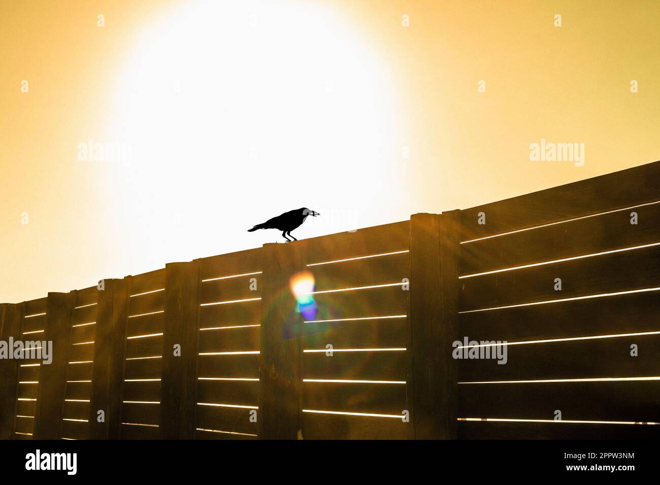 Corvo nero su recinzione di legno sotto il cielo soleggiato Foto Stock