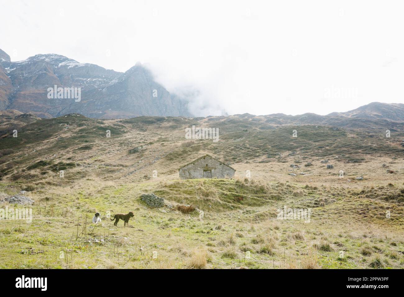 Cani in campagna, campo erboso sotto le montagne, San Bernadino, Grigioni, Svizzera Foto Stock
