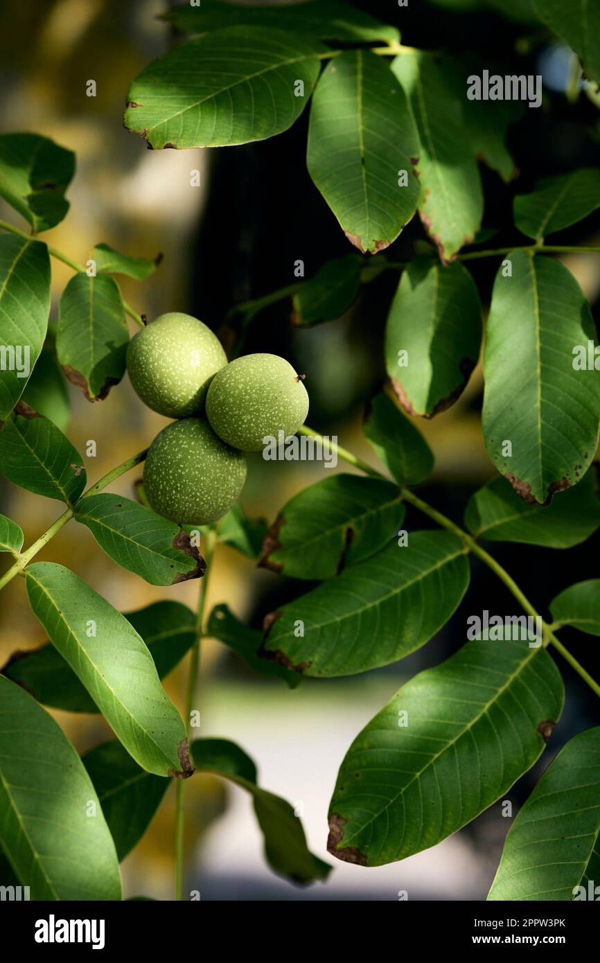 Primo piano noci verdi che crescono su ramo di albero soleggiato Foto Stock