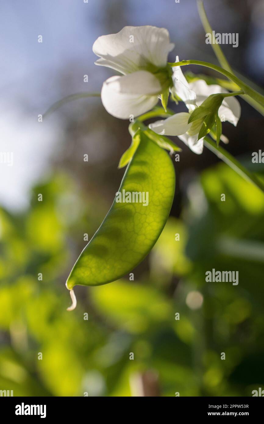 Primo piano fiore di piselli dolci bianchi e cialda di piselli verdi che crescono alla luce del sole Foto Stock