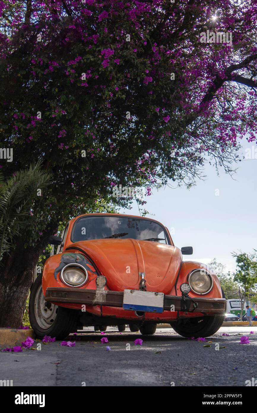 Una vecchia macchina arancione sulla strada con fiori sullo sfondo. Messico Foto Stock