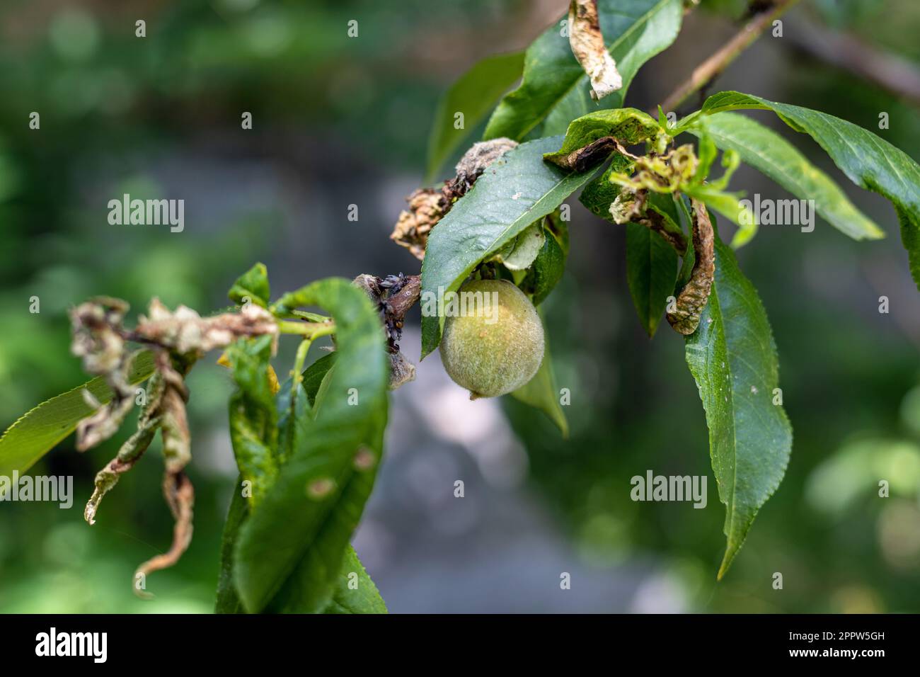 Malattie del ricciolo di foglia attacco su un albero di pesca con frutta. Messa a fuoco selettiva Foto Stock