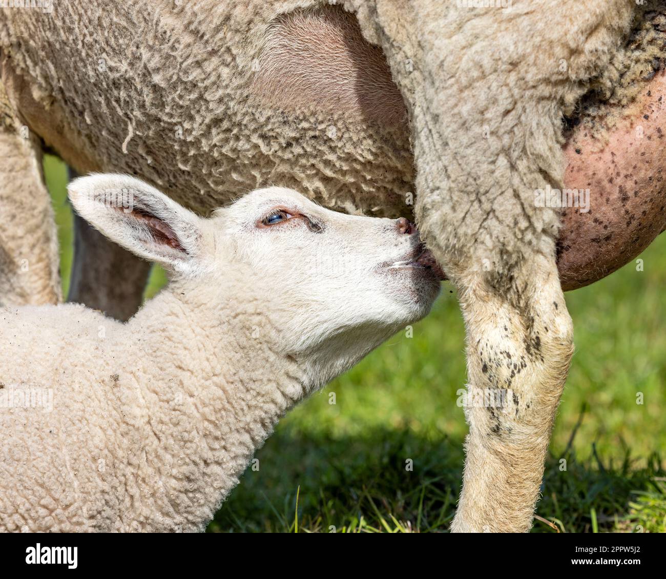 Piccolo lamino beve latte succhiare da mammelle di pecora madre Foto Stock