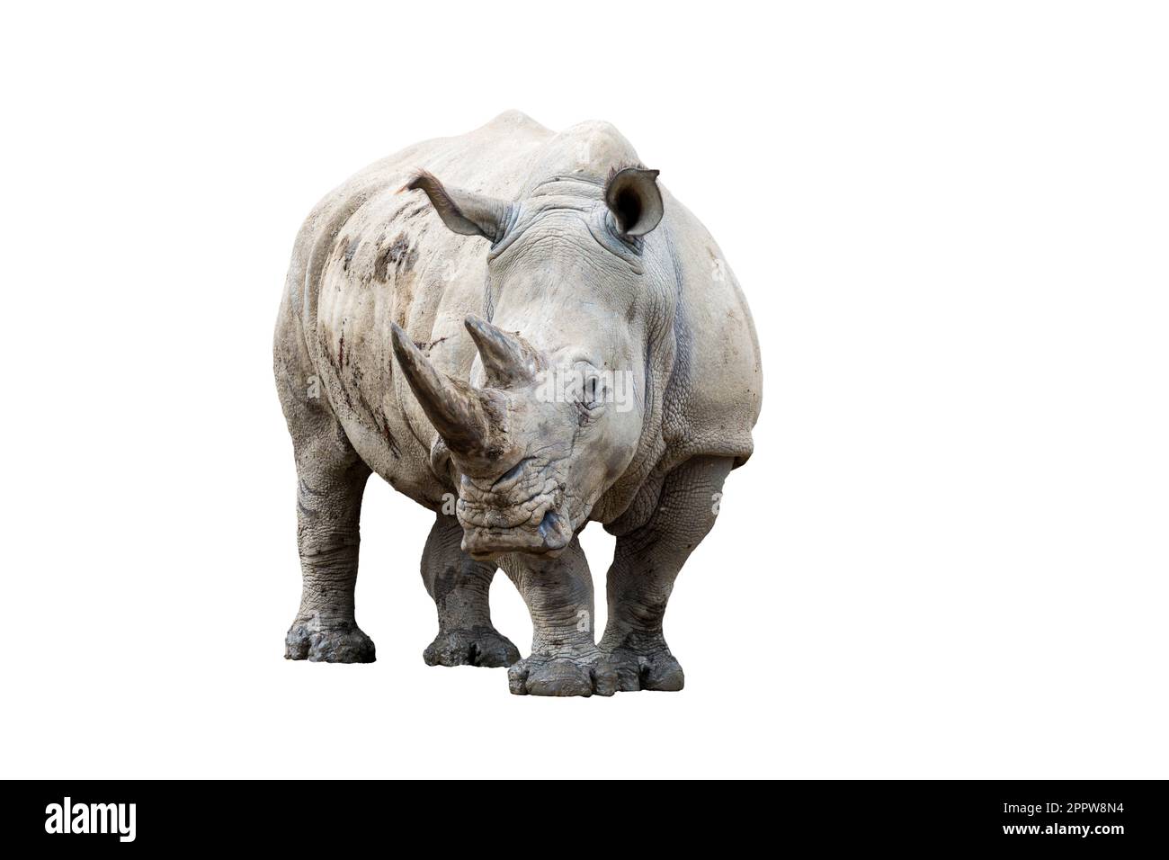 Rinoceronte (ceratotherium simum simum) isolato su sfondo bianco. Foto Stock